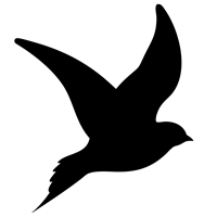 luke-perone-flying-bird-graphic-10