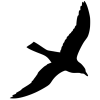 luke-perone-flying-bird-graphic-15