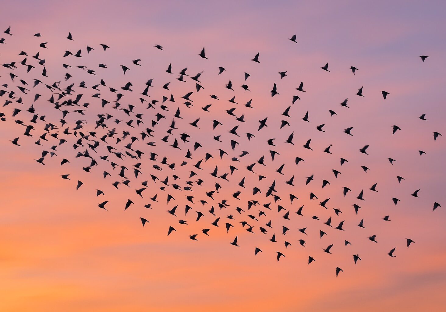 Zoom.murmuration